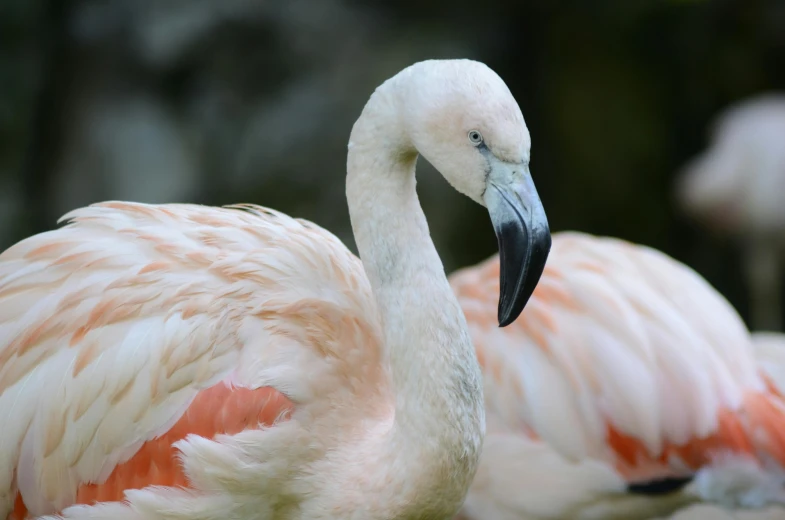 a couple of flamingos standing next to each other, a photo, pexels contest winner, soft light 4 k in pink, 🦩🪐🐞👩🏻🦳, young female, tropical bird feathers