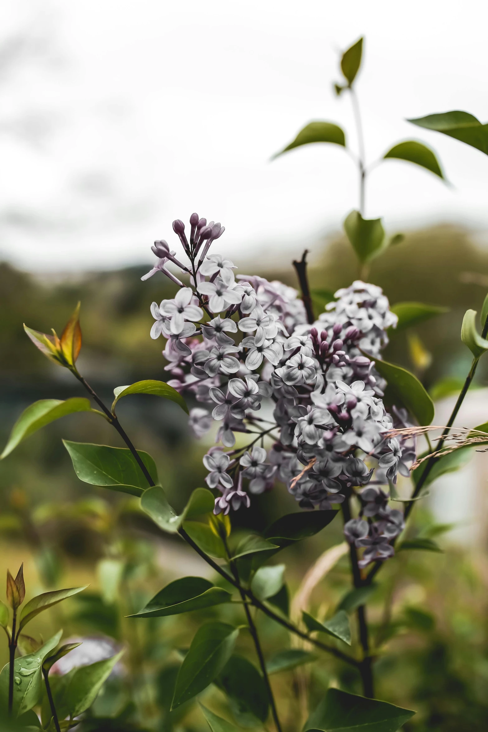 a bunch of purple flowers sitting on top of a lush green field, a colorized photo, trending on pexels, many thick dark knotted branches, minn, mint, grey