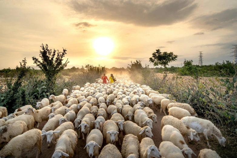 a herd of sheep walking down a dirt road, inspired by Steve McCurry, unsplash contest winner, romanticism, frans lanting, people at work, golden hour”