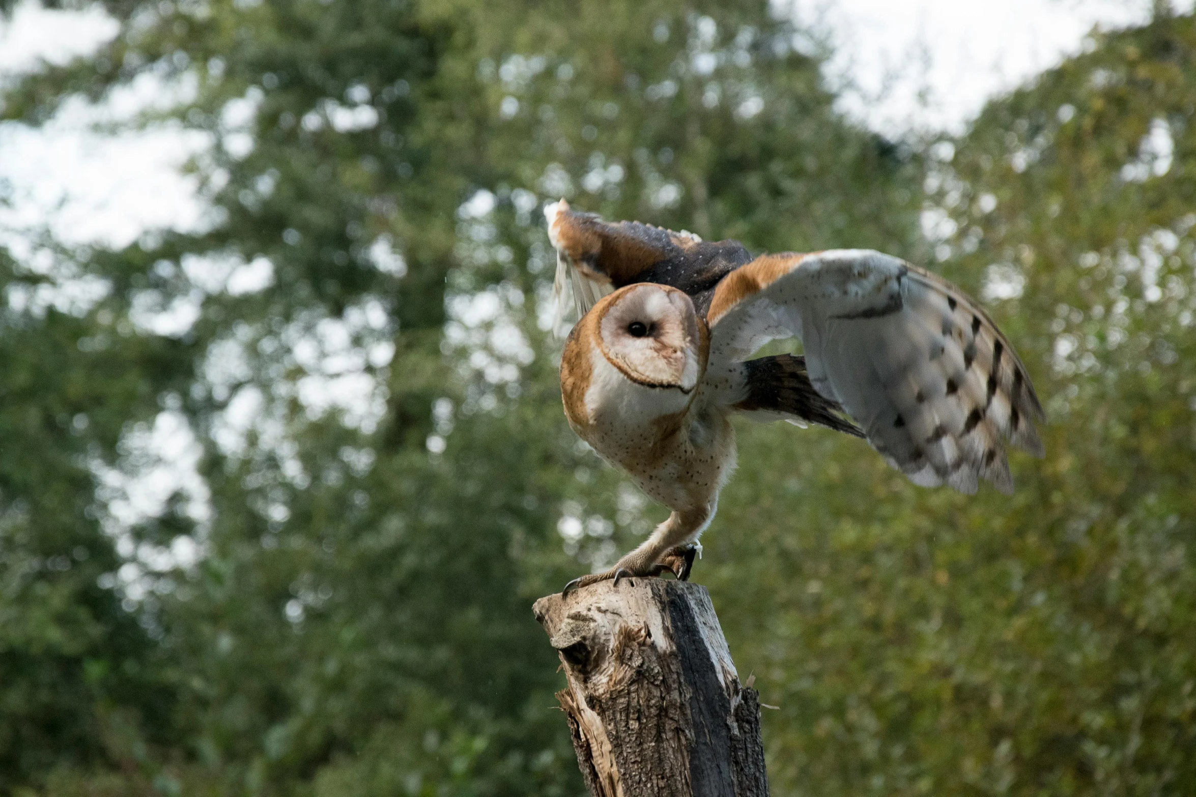 an owl sitting on top of a tree stump, by Jan Tengnagel, pexels contest winner, dancing on a pole, at takeoff, barn owl mask, tail raised