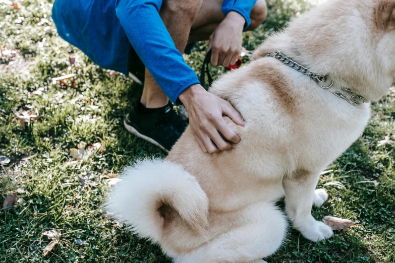 a person petting a dog on the grass, trending on pexels, sydney park, thumbnail, sport, hugging his knees