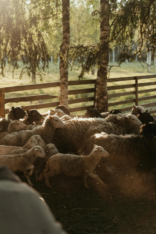 a herd of sheep standing on top of a lush green field, dusty light, feed troughs, high speed action, al fresco