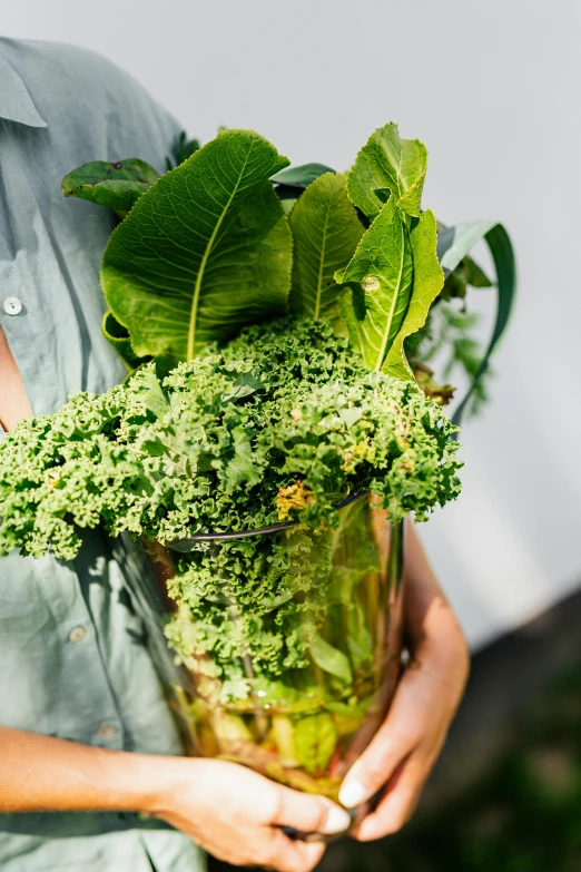 a close up of a person holding a plant, juice, lush greens, plants in a glass vase, very large
