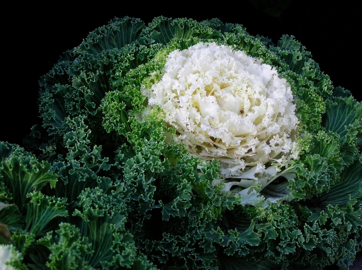 a close up of a head of cabbage, by Jan Rustem, pixabay, white flower, elaborate composition, broccoli, pixelated