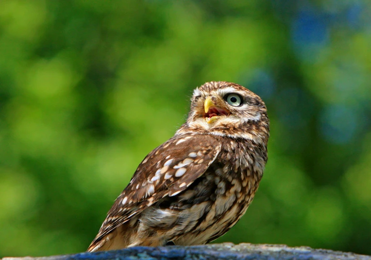 a small owl sitting on top of a rock