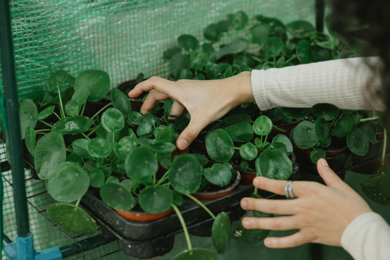 a woman holding a potted plant in a greenhouse, by Emma Andijewska, pexels contest winner, green lily pads, inspect in inventory image, green pupills, carrying a tray