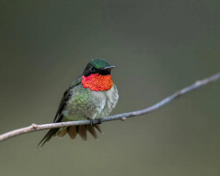 a colorful bird sitting on top of a tree branch, by Peter Churcher, trending on pexels, red green, bee hummingbird, a frontal portrait of a delicate, red green black teal
