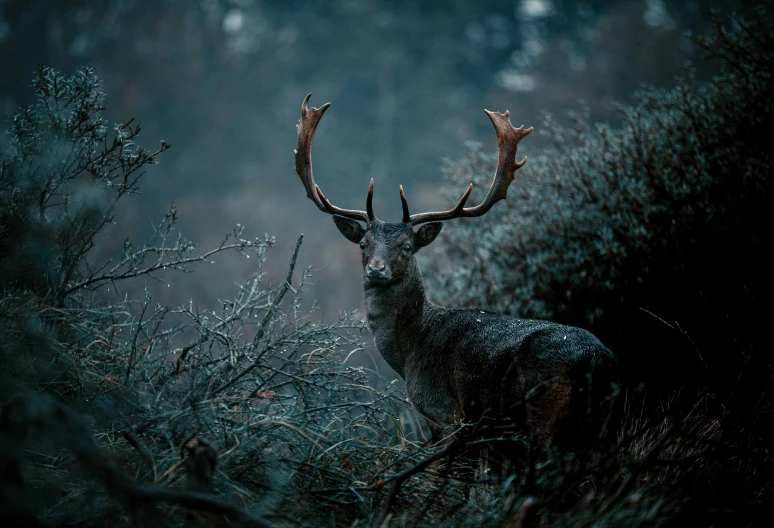 a deer that is standing in the grass, by Sebastian Spreng, pexels contest winner, renaissance, horns. dark colors, winter season, hunting trophies, alessio albi