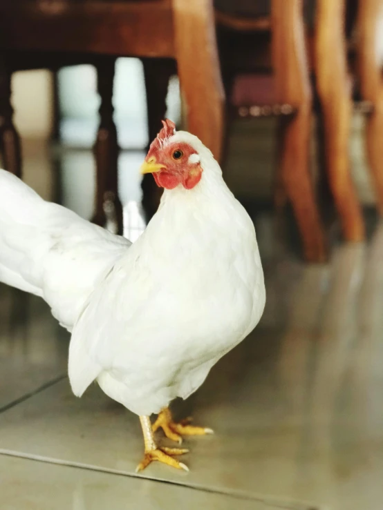 a white chicken standing on a tiled floor, unsplash, multiple stories, malaysian, profile image, subject= duck