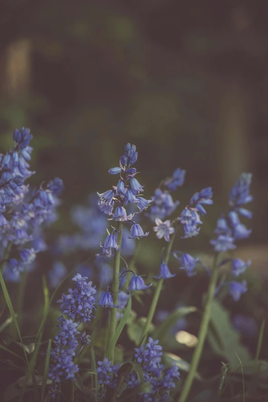 a group of blue flowers sitting on top of a lush green field, a picture, unsplash, renaissance, hyacinth, dimly lit, woodland, grey