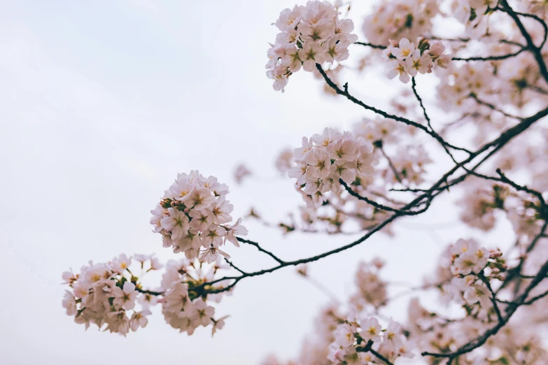a close up of a bunch of flowers on a tree, by Carey Morris, trending on unsplash, light pink clouds, sakura, background image