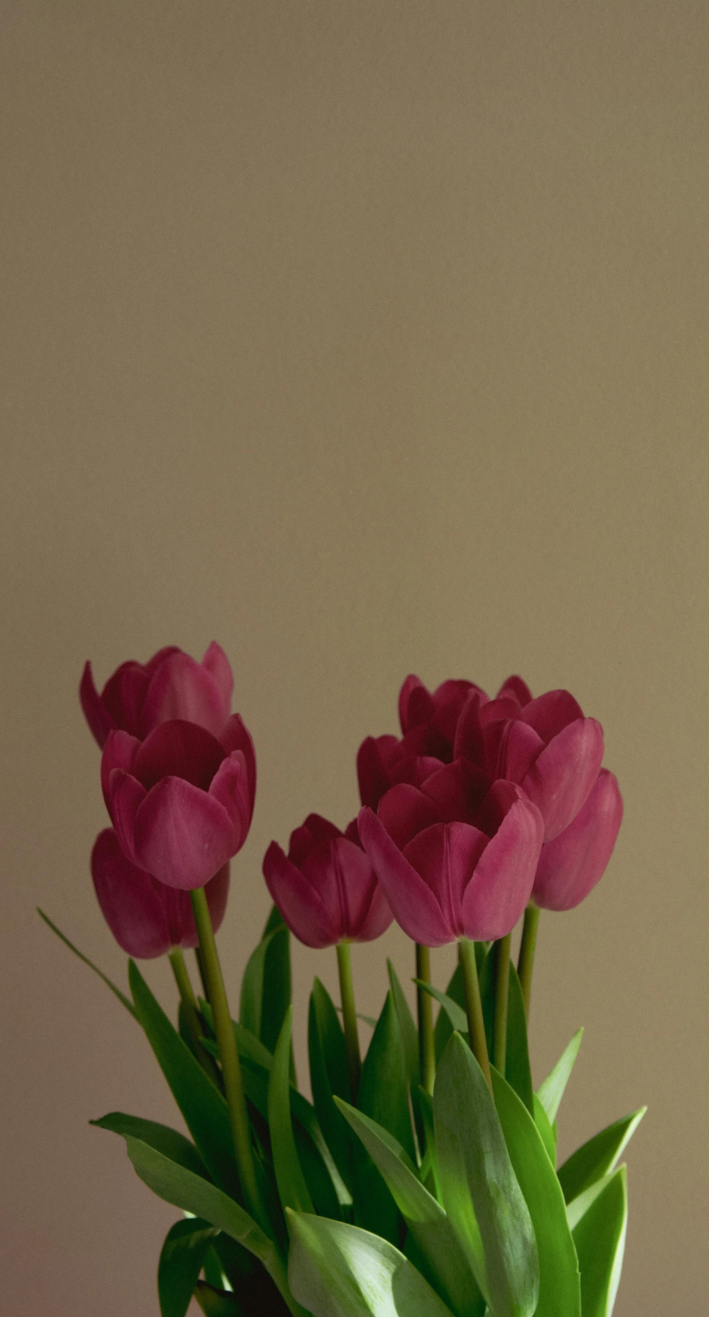 a vase filled with pink tulips sitting on a table, an album cover, pexels contest winner, muted colour, brown:-2, mid view, rendered in 4 k