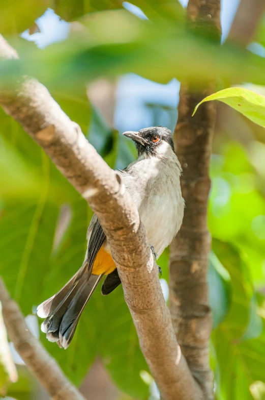 a bird sitting on top of a tree branch, grey orange, jamaica, lush surroundings, featured