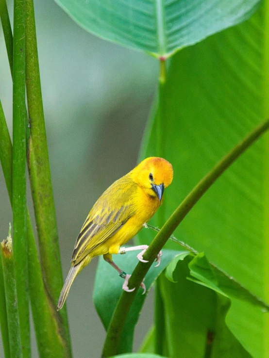 a yellow bird sitting on top of a green plant, in the jungle