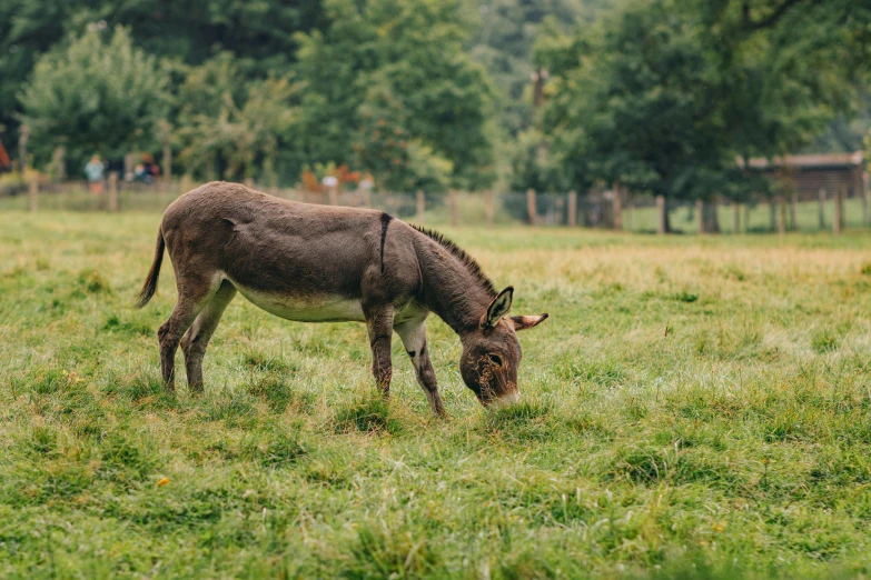 a donkey standing on top of a lush green field, eating outside, jen atkin, farms, full res