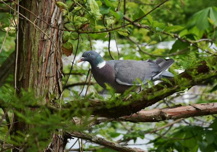 a pigeon sitting on top of a tree branch, lush surroundings, local conspirologist, green head, amongst foliage