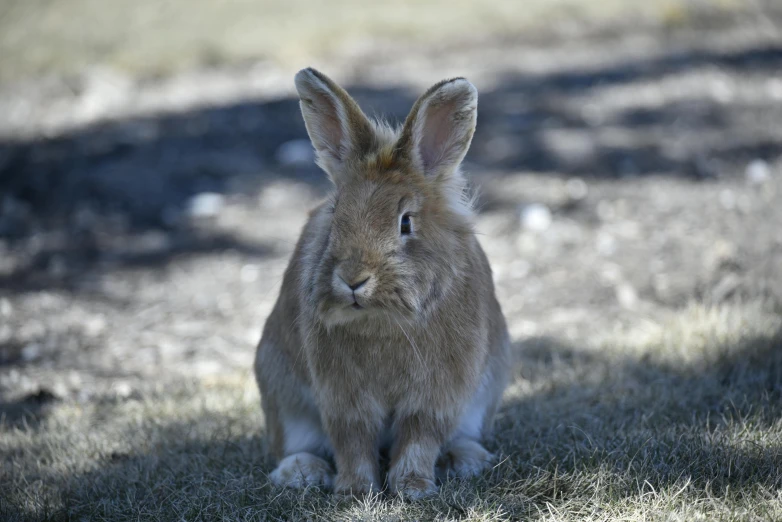 a rabbit that is sitting in the grass