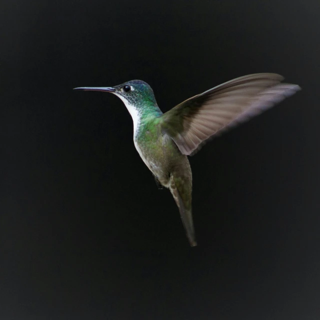 a hummingbird in flight against a black background, a hologram, pexels contest winner, hurufiyya, an elegant green, high angle close up shot, on a gray background, 38mm photograhpy