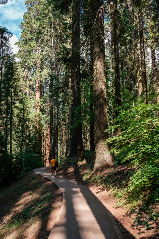 a person riding a bike down a dirt road, a picture, by Kristin Nelson, unsplash, redwood sequoia trees, panoramic shot, walkway, man walking