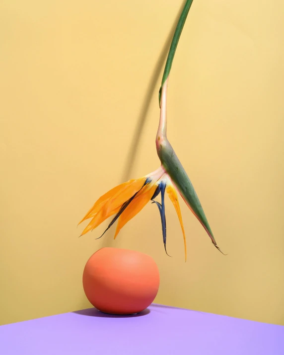 a bird of paradise flower and an egg on a table, an album cover, inspired by Robert Mapplethorpe, behance lemanoosh, orange skin, multicoloured, pointè pose