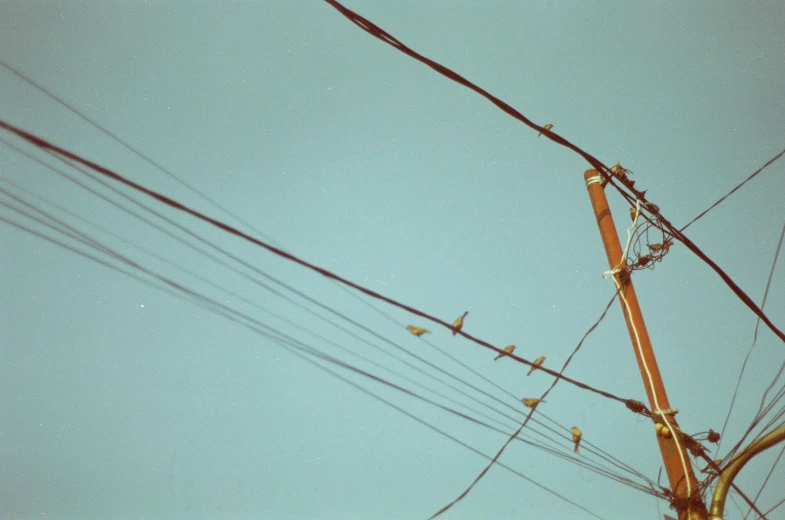 a group of birds sitting on top of a wooden pole, an album cover, inspired by Elsa Bleda, unsplash, postminimalism, electrical cables, kodak ektachrome 10, light blues, 1 9 7 0 s analog aesthetic