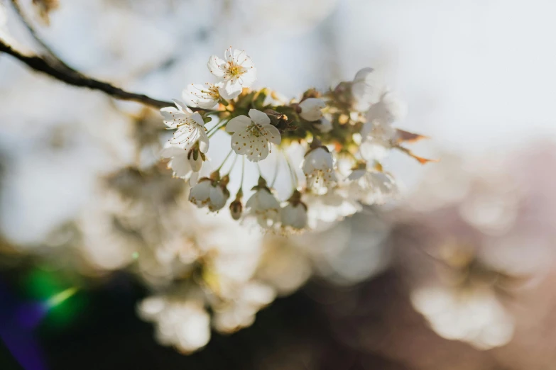 a close up of a bunch of flowers on a tree, by Niko Henrichon, trending on unsplash, white blossoms, paul barson, warmly lit, cherry