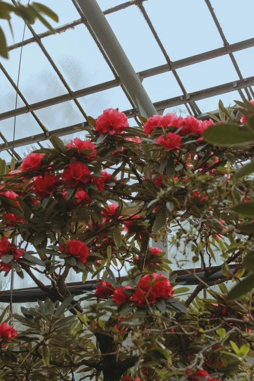 a bunch of flowers that are inside of a building, biodome, red blooming flowers, on a branch, over-shoulder shot