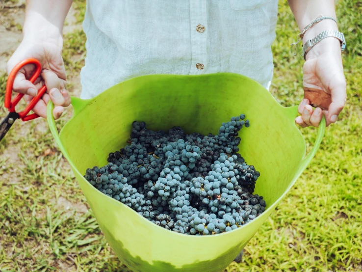 a person holding a green bucket full of grapes, with black vines, gravels around, wearing a blue berries, profile image