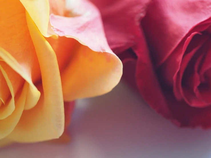 a close up of two roses on a table, gradient red to yellow, multicoloured, rose petals, colorised