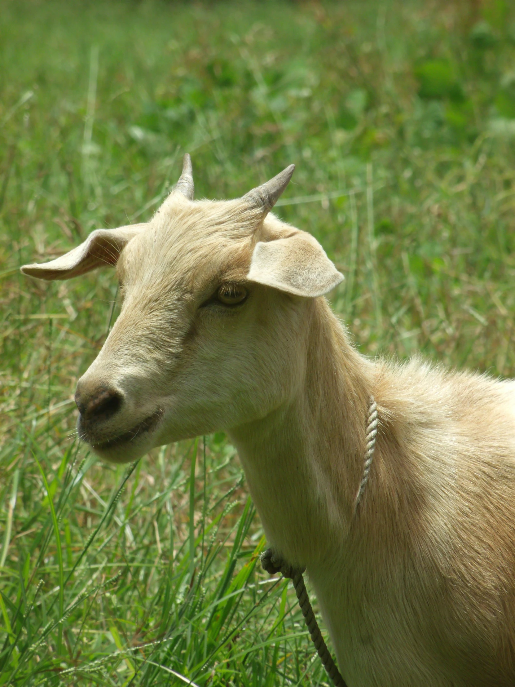 a goat that is standing in the grass, slightly tanned, shady, long chin, grain”