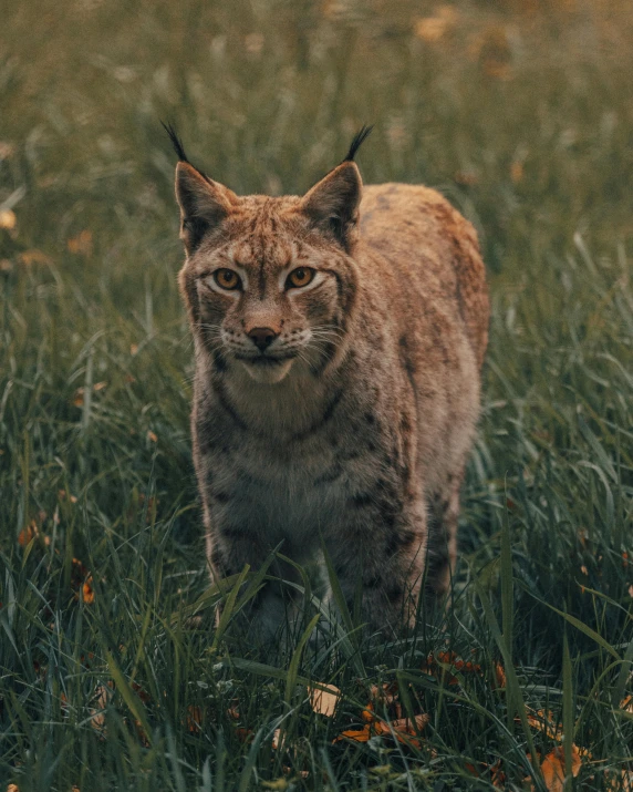 a close up of a cat in a field of grass, in the middle of a field, lynx, instagram picture, standing