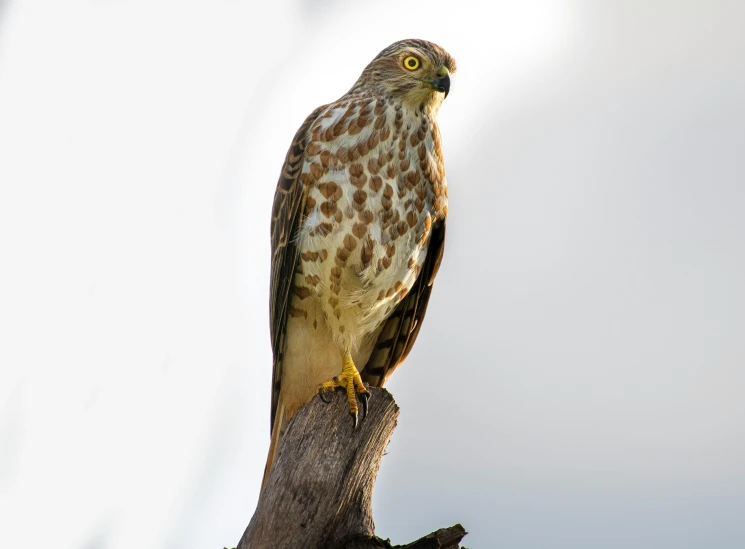 a hawk sitting on top of a tree branch, a portrait, pexels contest winner, hurufiyya, standing upright, grey-eyed, mid 2 0's female, male