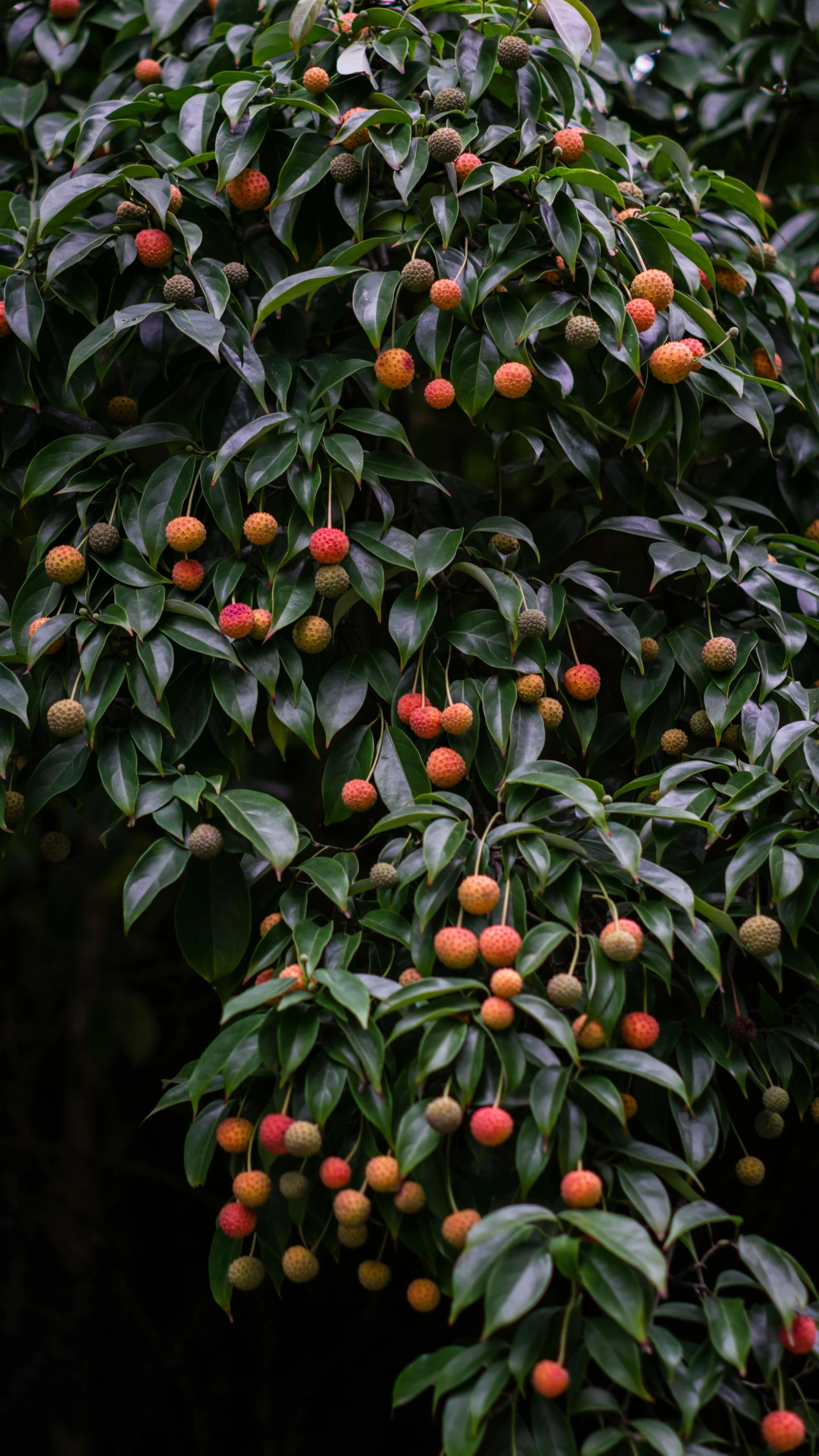 a bunch of fruit hanging from a tree, inspired by Jane Nasmyth, unsplash, full frame image, taiwan, digital image