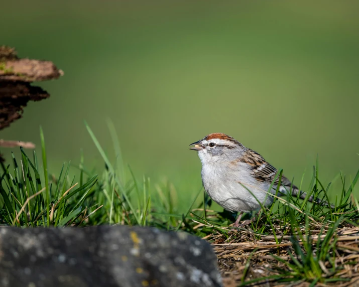 a bird that is standing in the grass, by Neil Blevins, pexels contest winner, sparrows, crawling on the ground, gradient brown to white, perched on a rock