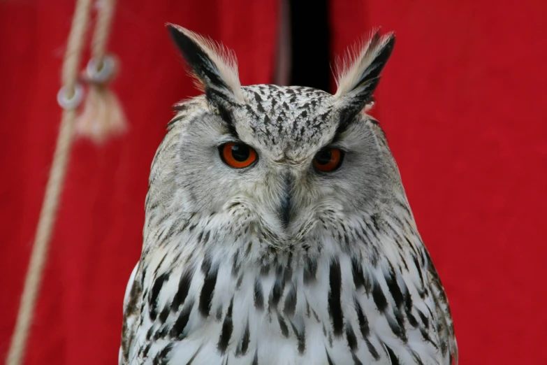 a close up of an owl with a red background, pexels contest winner, hurufiyya, grey, scottish, 🦩🪐🐞👩🏻🦳, white