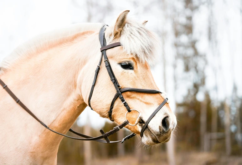 a close up of a horse wearing a bridle, by Thomas Häfner, pexels contest winner, espoo, complex background, square nose, vanilla