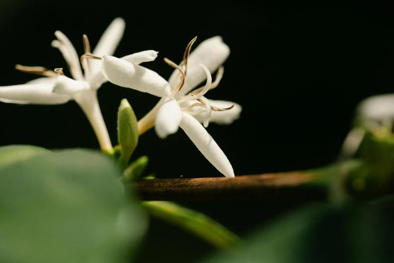 a close up of a white flower on a branch, inspired by Ceferí Olivé, celebration of coffee products, honeysuckle, dark and moody, next to a plant