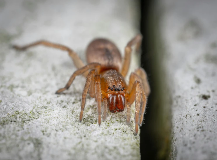 a close up of a spider on a wooden surface, by Robert Brackman, pexels contest winner, hurufiyya, on the concrete ground, mid 2 0's female, hairy orange skin, on a large marble wall