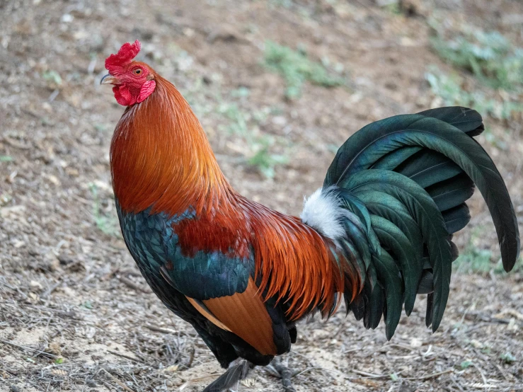a close up of a rooster on a field, by Gwen Barnard, pexels contest winner, tail raised, australia, an afghan male type, rare bird in the jungle