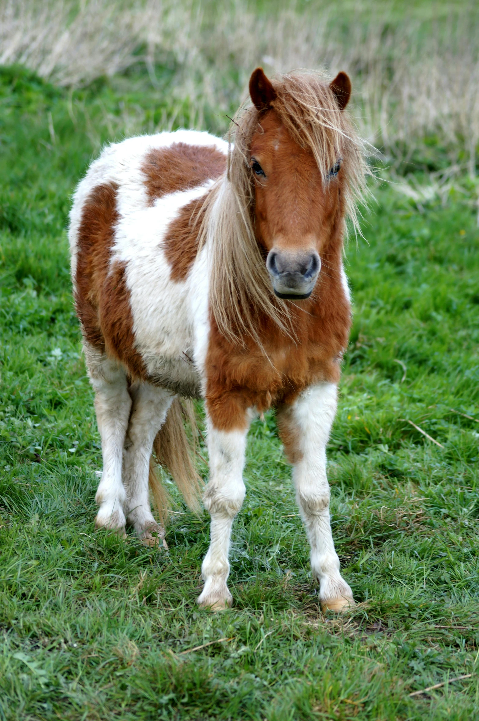 a brown and white horse standing on top of a lush green field, her hair is in a pony tail, orange fluffy belly, white with chocolate brown spots, slide show