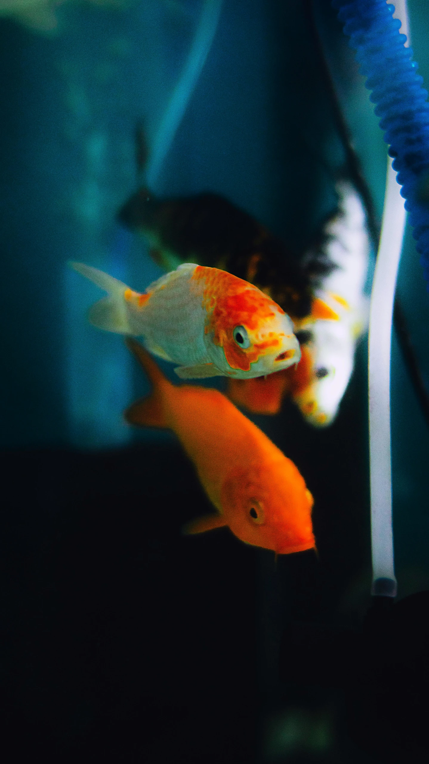 a couple of fish that are swimming in a tank, trending on pexels, orange and white, gold, paul barson, low quality photo