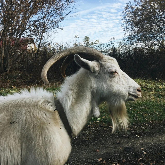 a goat that is laying down in the dirt, a photo, by Emma Andijewska, pexels contest winner, thick jawline, trending on vsco, walking, white