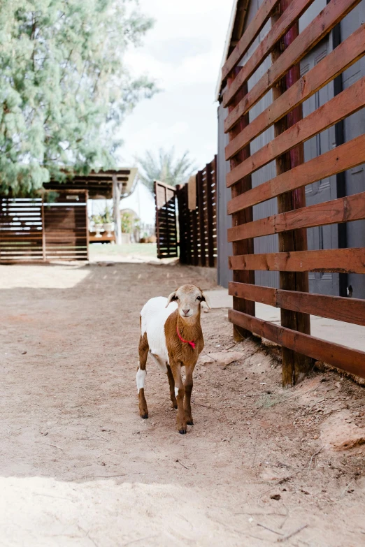 a goat that is standing in the dirt, rammed earth courtyard, adventure playground, ameera al taweel, walkway