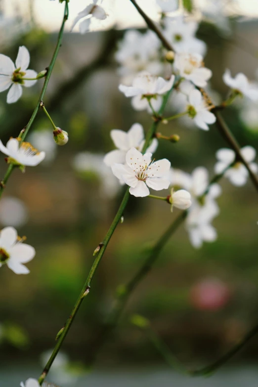 a close up of some white flowers on a tree, inspired by Kanō Shōsenin, trending on unsplash, paul barson, taiwan, background image