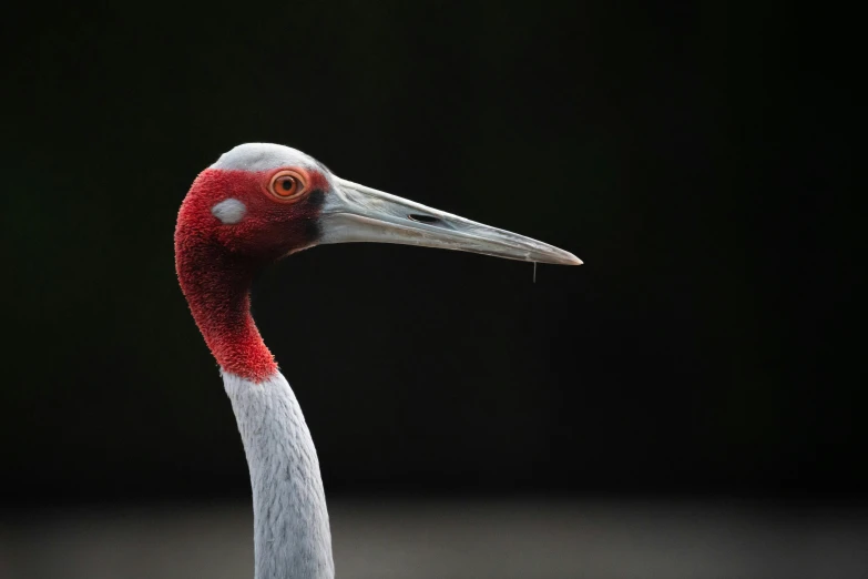 a red and white bird with a long beak, a portrait, inspired by Thomas Crane, unsplash contest winner, hurufiyya, portrait shot 8 k, cranes, museum quality photo, portrait”