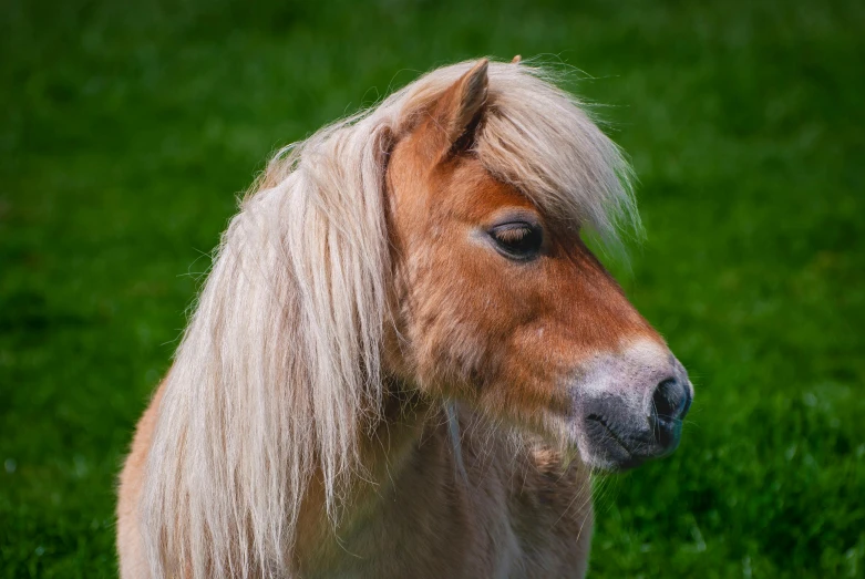 a small pony standing on top of a lush green field, by Jan Tengnagel, pexels contest winner, renaissance, small blond goatee, with a halo of unkempt hair, dof:-1, matted brown fur