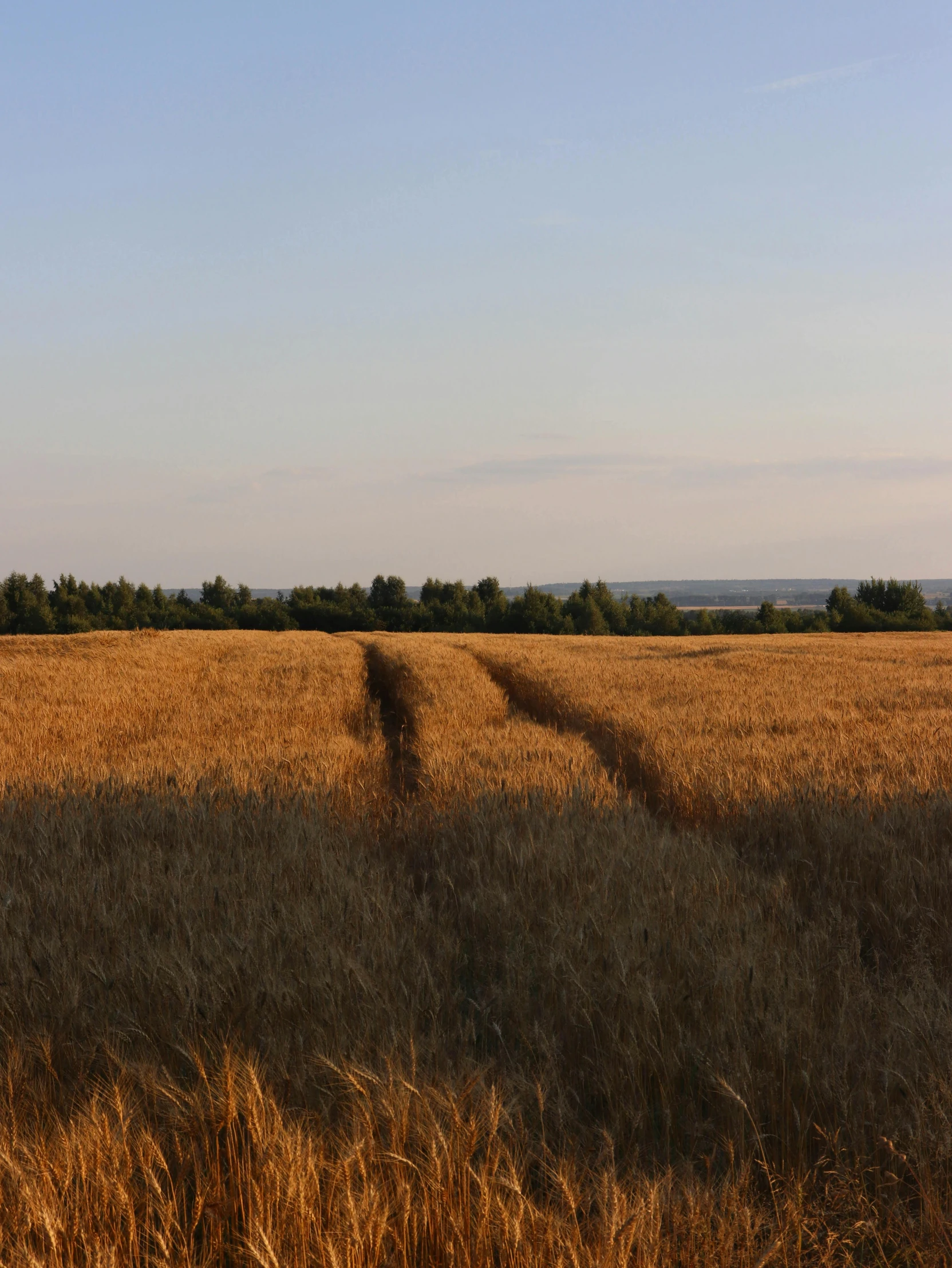 a field of wheat with a blue sky in the background, by Attila Meszlenyi, land art, large path, (golden hour), landscape photo, today\'s featured photograph 4k