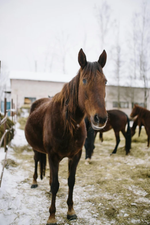 a brown horse standing on top of a snow covered field, posing for a picture