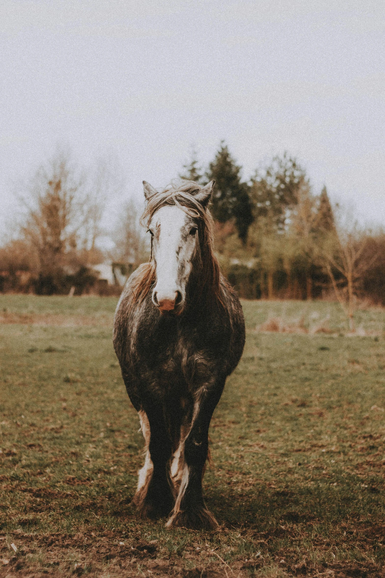 a brown horse standing on top of a lush green field, unsplash photography, with grey skin, vsco film grain, multiple stories