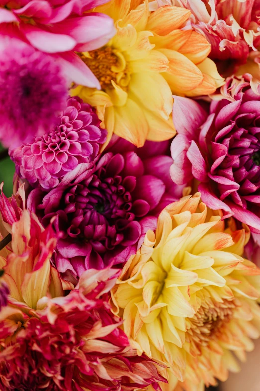 a close up of a bunch of flowers, vibrant accents, highly polished, dahlias, ultra intricate